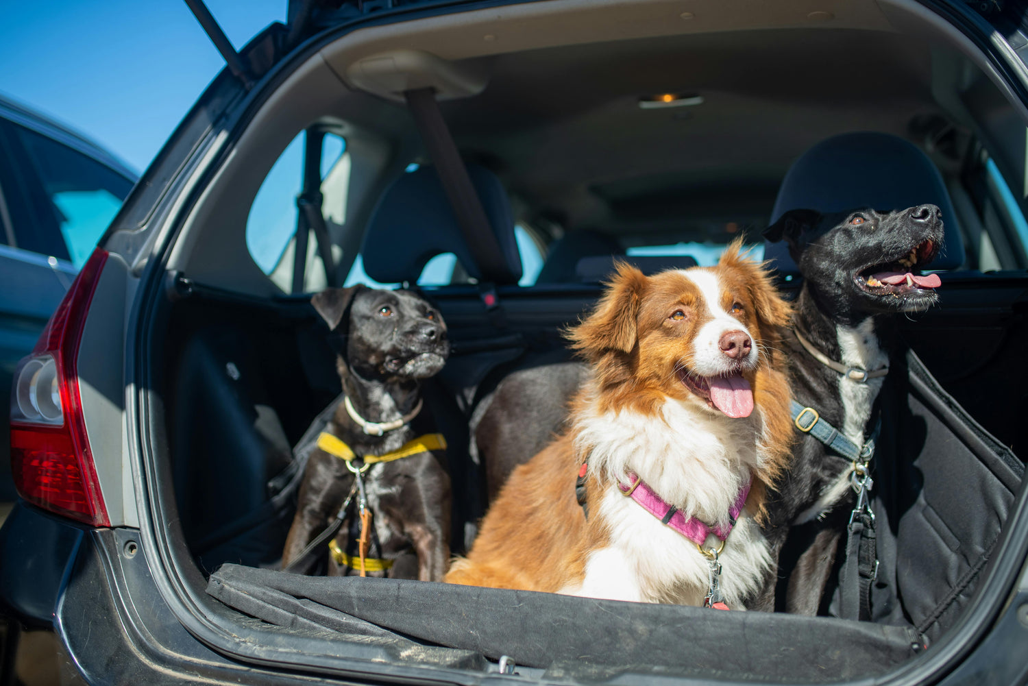 dogs inside boot